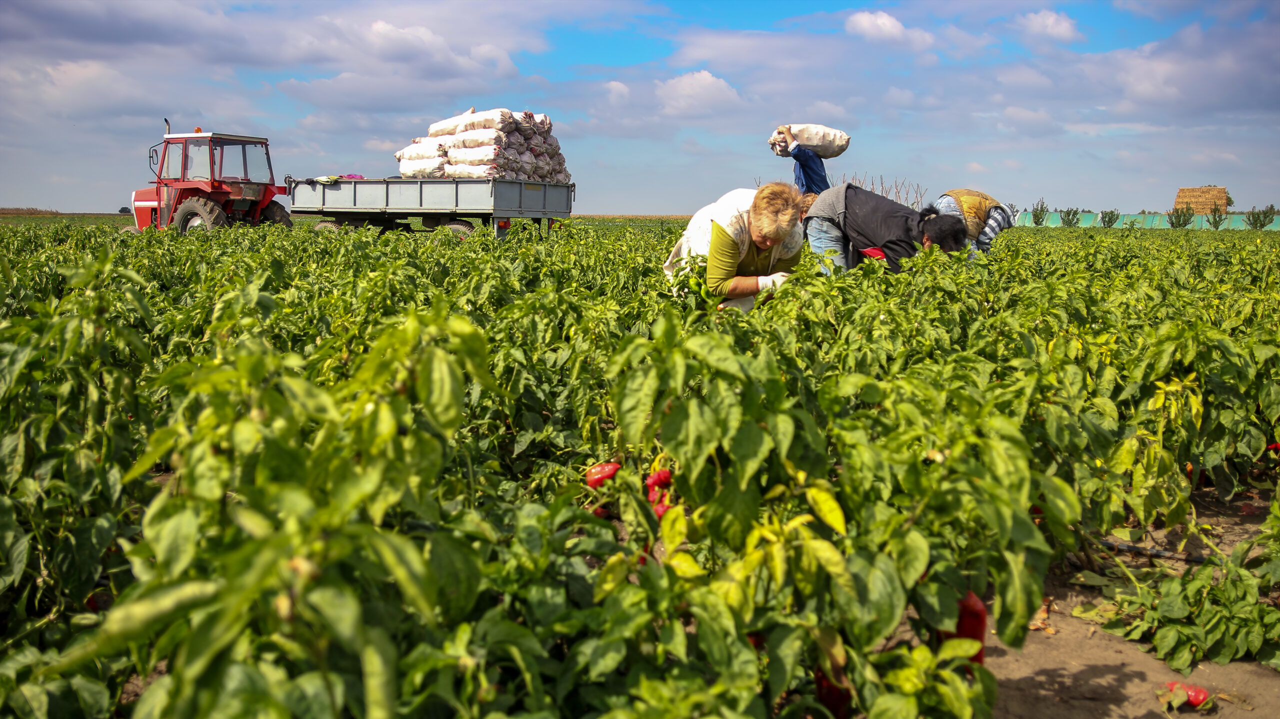 Farmworkers harvesting bell peppers in a field