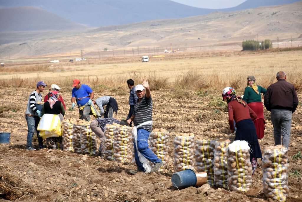 Migrant workers harvesting potatoes